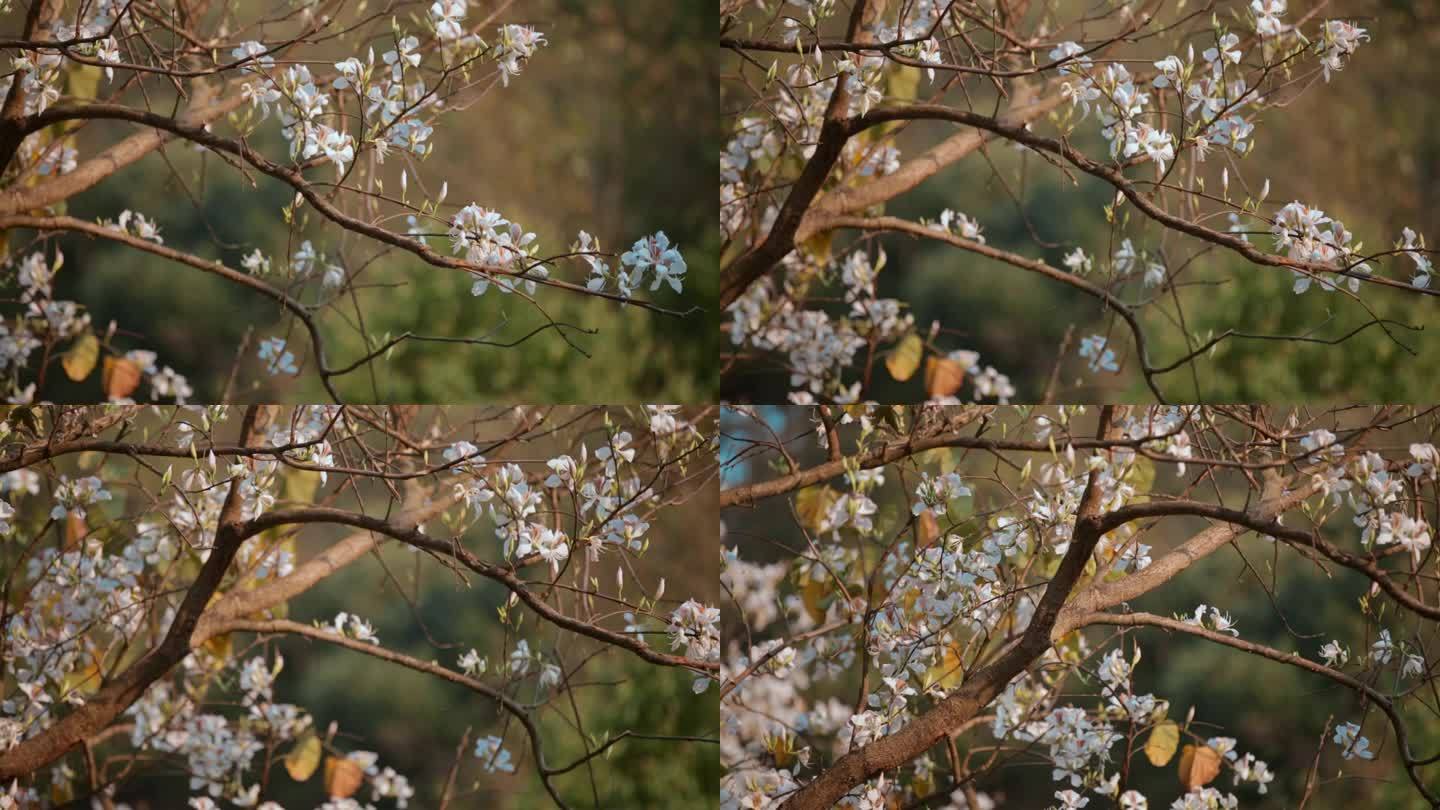 梨花视频春季白色梨花盛开特写