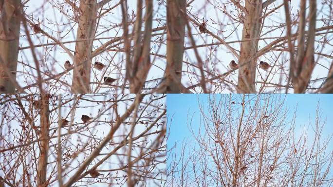 东北冬天树上的麻雀