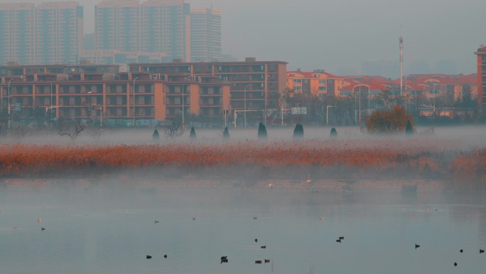 清晨雾气笼罩湿地自然保护区候鸟栖息1