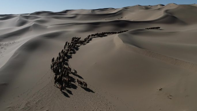 穿越大漠的骆驼群