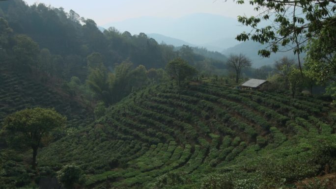 排列有序茶园茶山视频