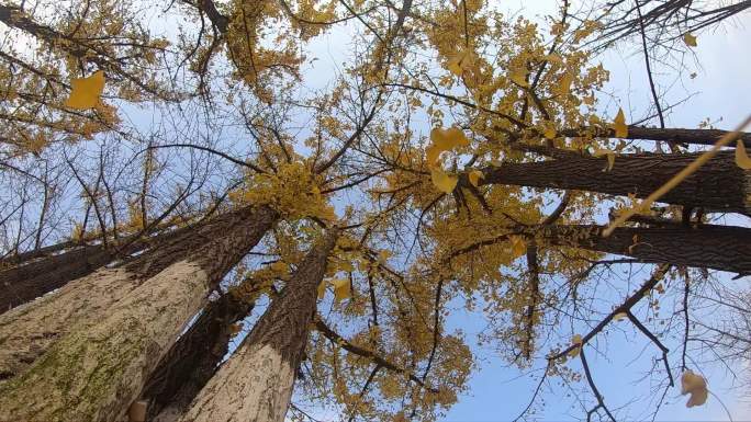 升格摄影深秋的风里银杏叶在慢慢落叶