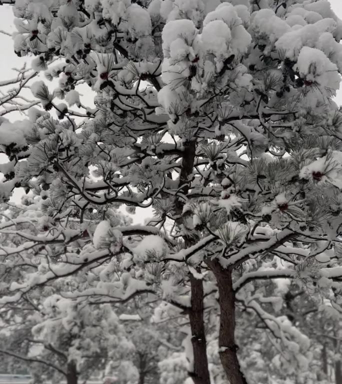 冬天的雪花 手机摄影素材