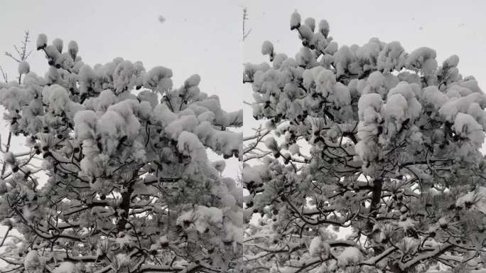 冬天的雪花 手机摄影素材