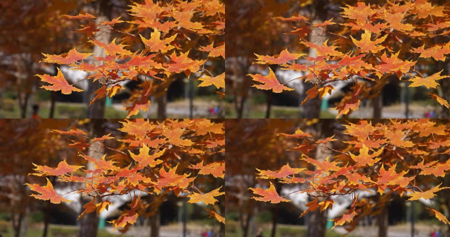 秋天红叶随风飘动特写