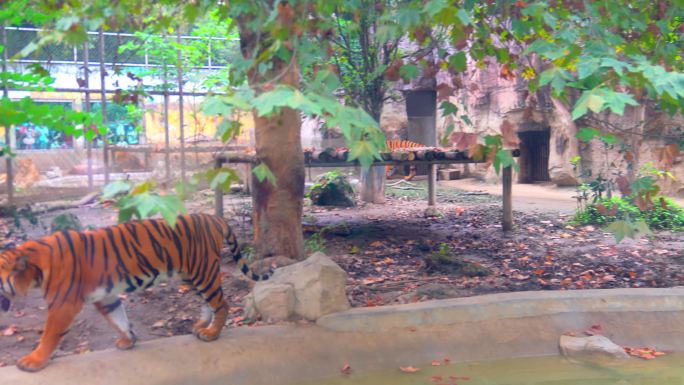 动物园游玩 动物 看动物 老虎 东北虎