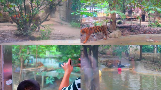 动物园游玩 动物 看动物 老虎 东北虎