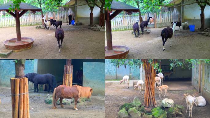 羊驼 矮马 动物园 动物饲养