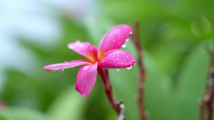 实拍高清升格雨中花朵清新唯美露珠雨滴娇艳