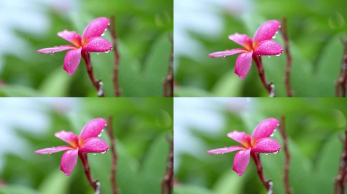 实拍高清升格雨中花朵清新唯美露珠雨滴娇艳