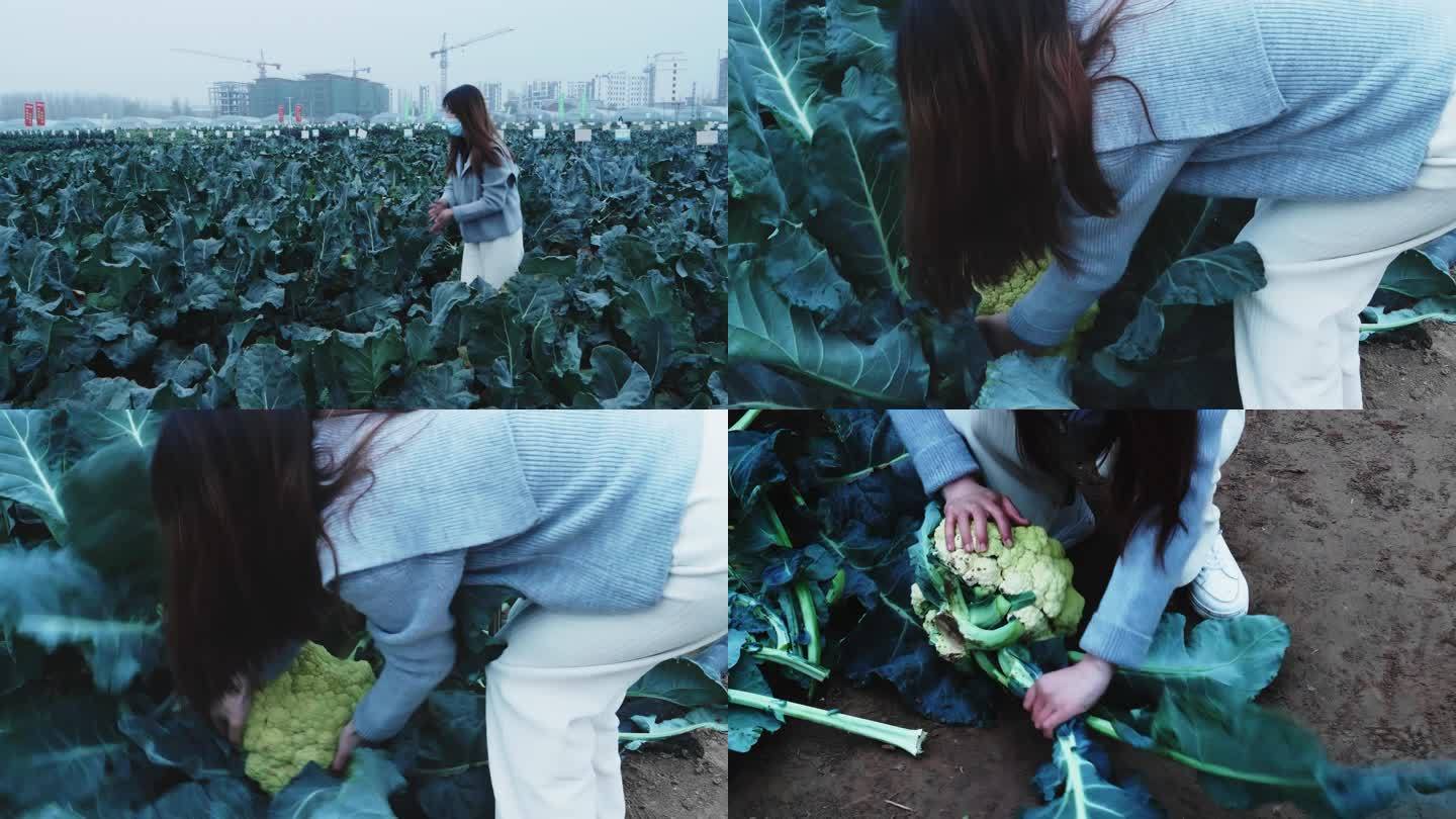 摘花菜