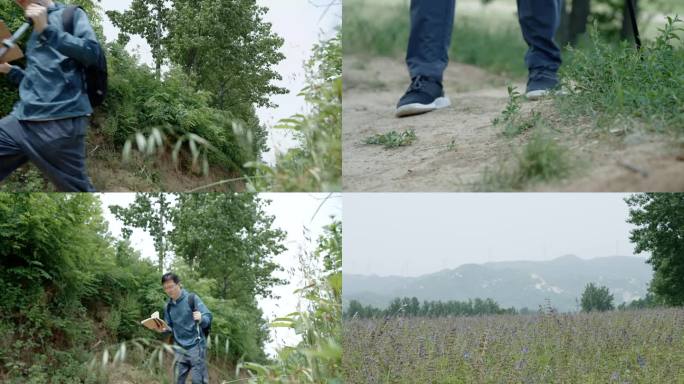 研究员野外登山寻找中药材丹参种植基地