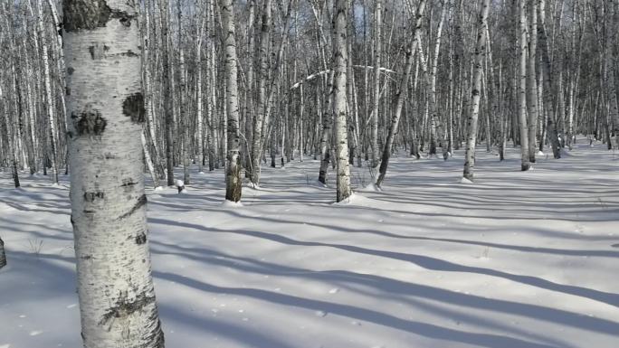 雪后白桦林光影素材