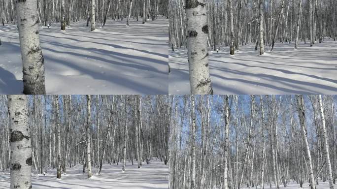 雪后白桦林光影素材