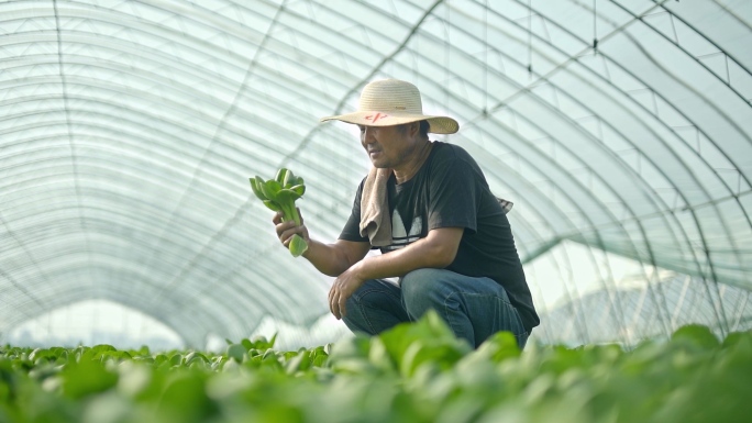 蔬菜种植农民