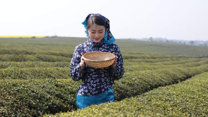 采茶的年轻女子采茶女给你茶园