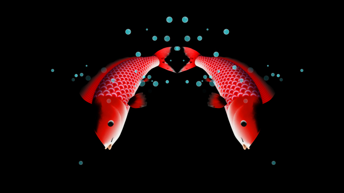 带通道红色锦鲤鱼带水泡跳跃素材
