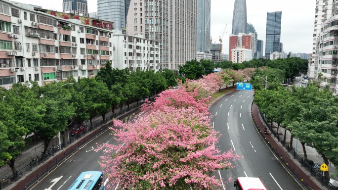 航拍5k广州新港路异木棉全貌