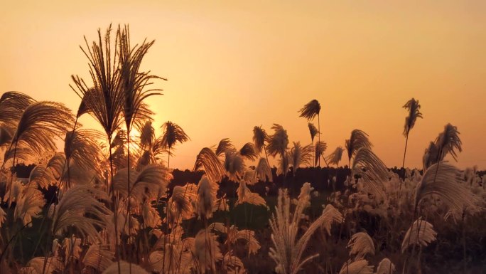 冬天夕阳的芦苇 河边芦苇荡