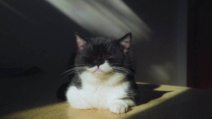 小猫黑猫宠物猫可爱光影动物空镜