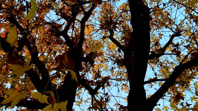 秋天的树叶树木树叶黄叶