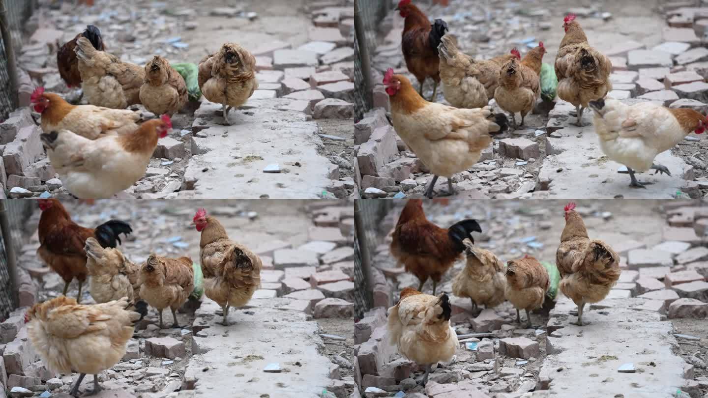 农村 鸡 散养鸡 白条鸡 养殖鸡