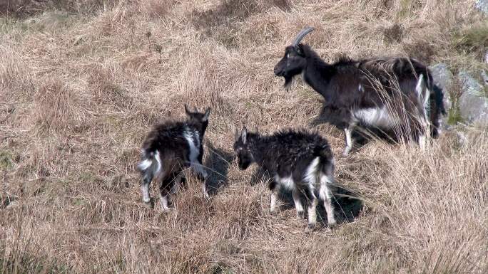 三只野加洛韦山羊在一个明媚的春日