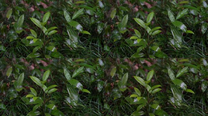 4K森林雨景-细雨中的绿色植物枝叶