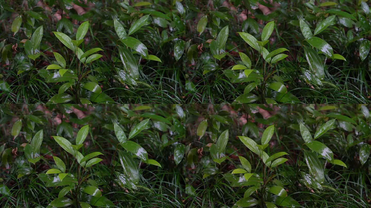 4K森林雨景-细雨中的绿色植物枝叶