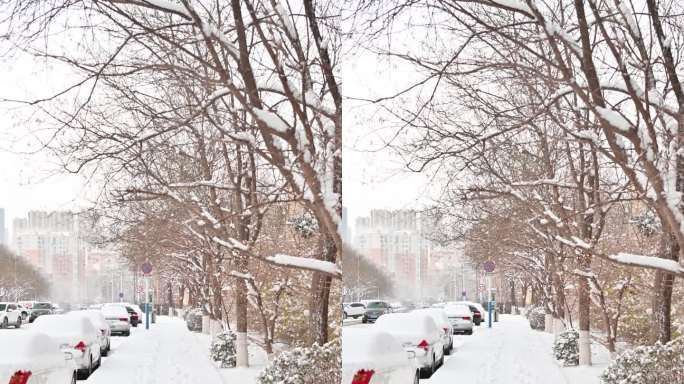 实拍4k下完雪后小路树上积雪散落 可商用