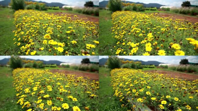 农场里的菊花开了花海春天百花绽放唯美樱花