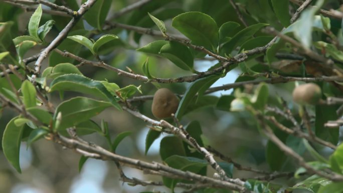 云南冰岛古树茶叶茶果特写