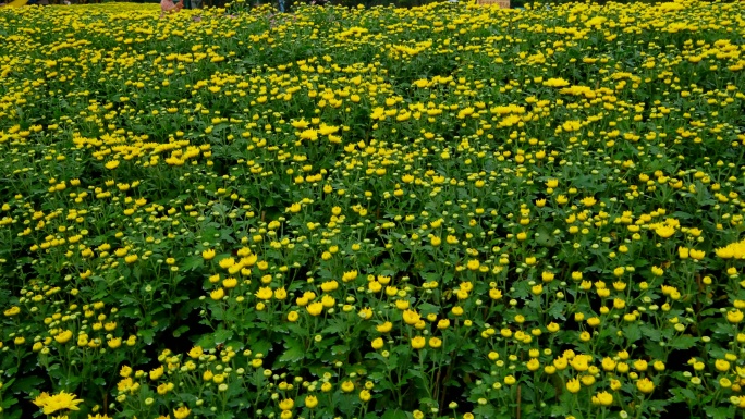 南宁 青秀山 公园 花坛   菊花 花园