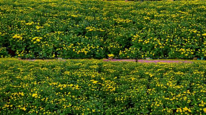 南宁 青秀山 公园 花坛   菊花 花园