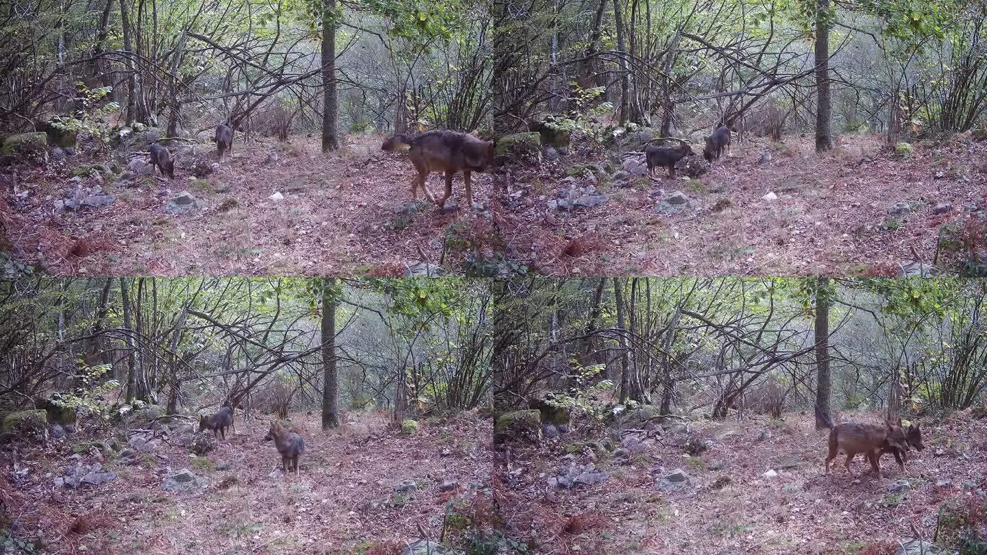 森林中狼群的追踪摄像头镜头