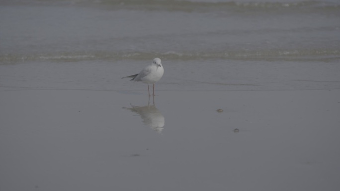 一只海鸟站在海边