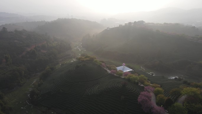 美丽的樱花有机茶园鸟瞰图