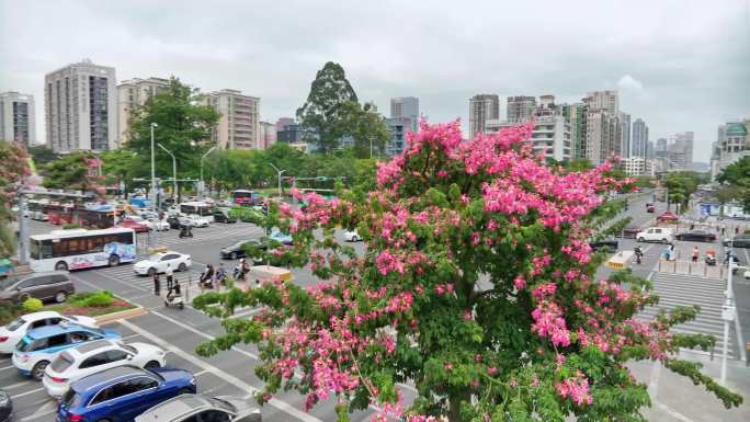 宝安四季公园异木棉盛开