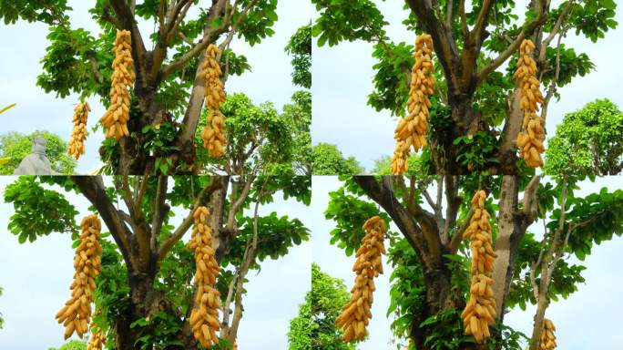 树上挂着玉米棒