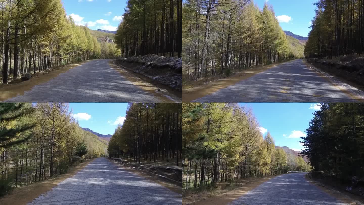 路 山路 景观道 道 盘山路