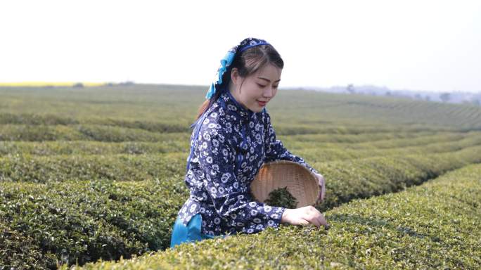 采茶的年轻女子品茶茶叶展示茶树