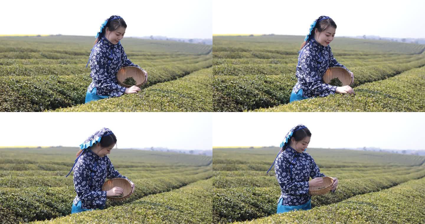 采茶的年轻女子品茶茶叶展示茶树