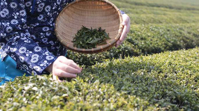 采茶的年轻女子茶叶展示