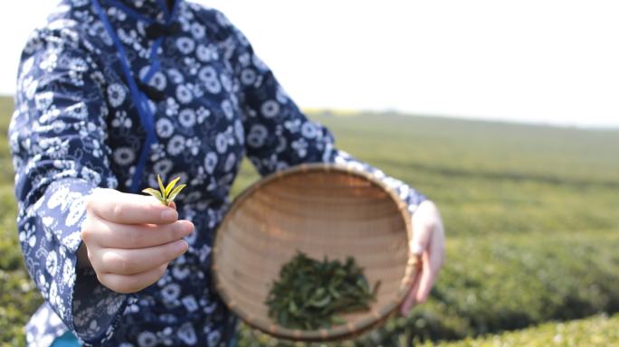 采茶的年轻女子茶叶展示