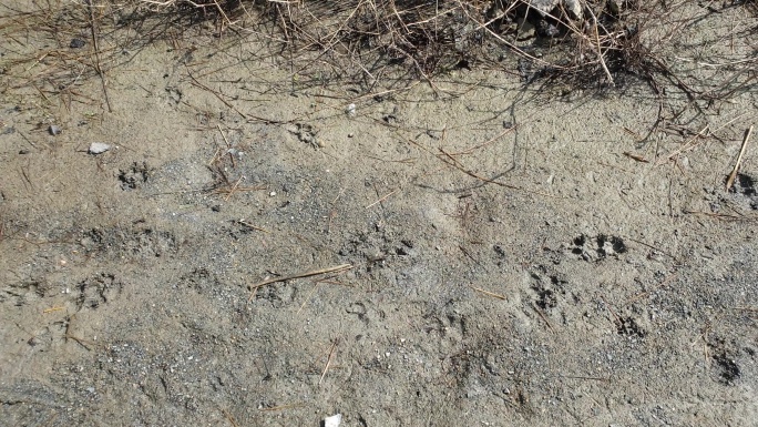 亚洲野狗爪印在沙子上。