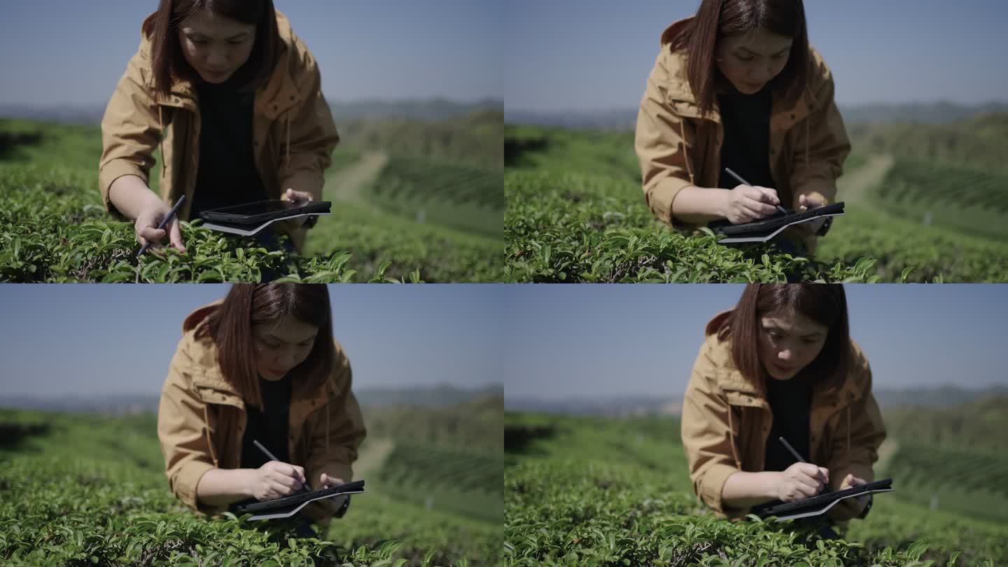 茶农通过数字平板电脑研究和分析茶叶
