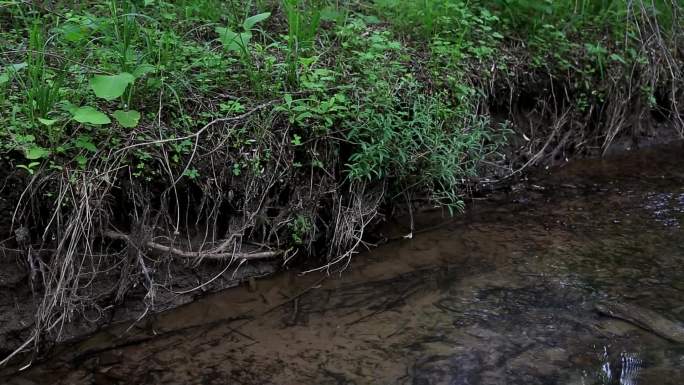 陕西延安湿地保护实拍高清素材