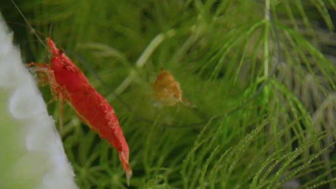 三只虾在水中的绿色植物之间