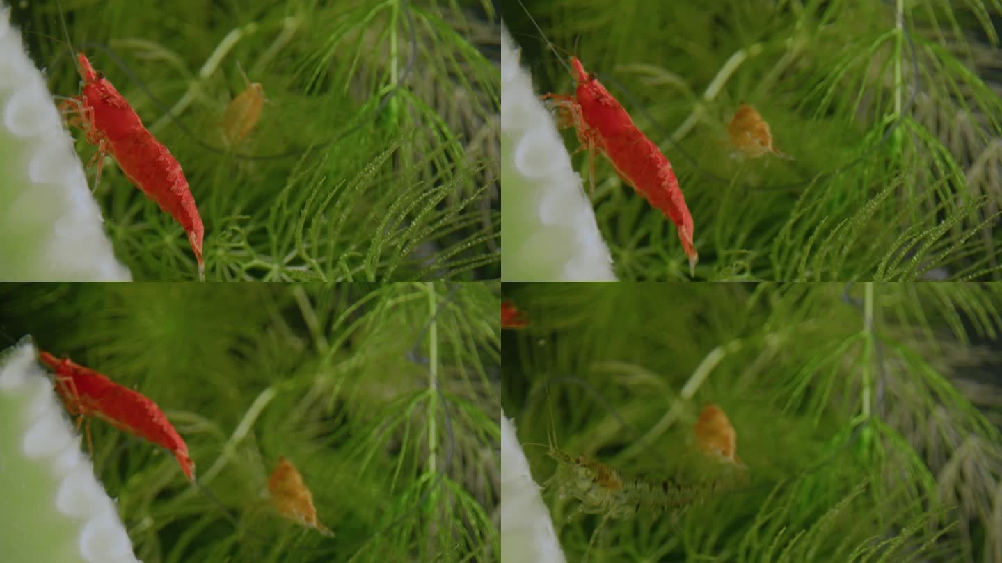 三只虾在水中的绿色植物之间