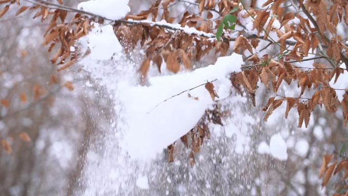 慢速电机。雪花飘落成五颜六色的秋叶